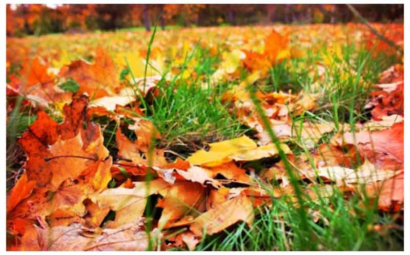 Советы по выбору садового пылесоса